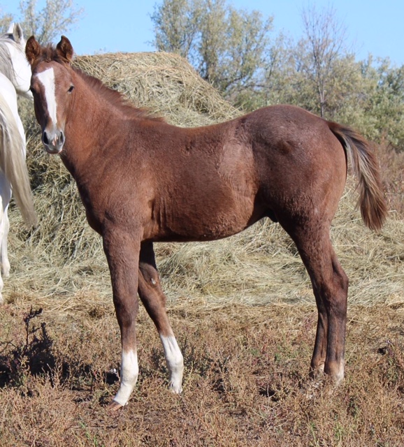 jess_best_performance_colt jess_best_performance_colt